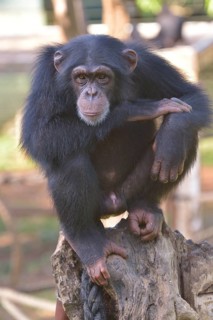 West African Chimpanzee (Pan troglodytes verus), Tacugama Chimpanzee Sanctuary, Province Western