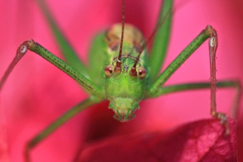 Speckled bush-cricket (Leptophyes punctatissima), green grasshopper sitting on pink bougainvillea,