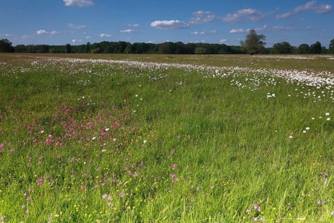 Meadows in spring with buttercups, campion and bluebells, flowering floodplain meadows in spring,