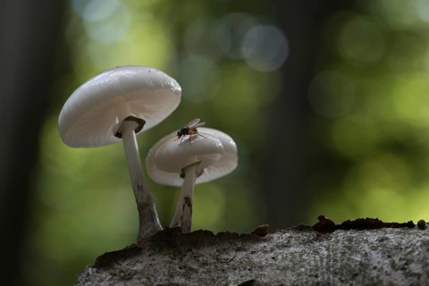 Porcelain fungi (Oudemansiella mucida), Emsland, Lower Saxony, Germany, Europe