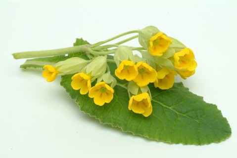 Common cowslip (Primula officinalis), cowslip, apothecary primrose, medicinal plant, flowers