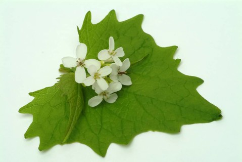 Garlic rue, garlic rue, medicinal plant, seasoning plant, spice, herb, wild plant, medicinal use,