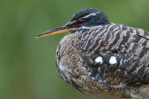 Portrait of a sunbittern (Eurypyga helias), captive