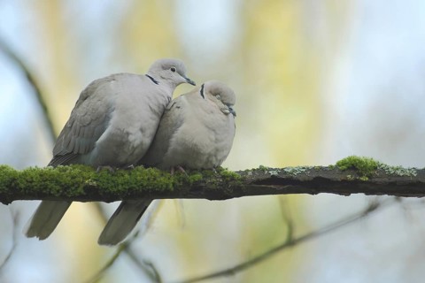 A pair of eurasian collared dove (Streptopelia decaocto) during courtship display, emotion,