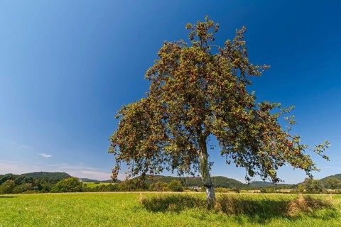 Apple tree (Malus domestica), red apples on tree, Wasgau, Palatinate, Rhineland-Palatinate,