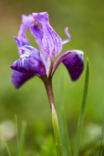 Himalayan Iris in Kullu Valley, Himachal Pradesh, India, Asia