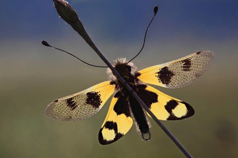 Ascalaphid owlfly (Libelloides macaronius), macro, resting on blade of grass with spread yellow