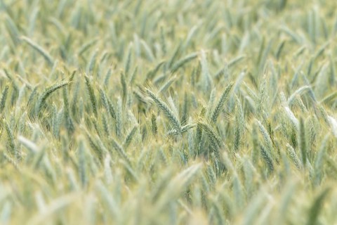 Cereal field, rye (Secale cereale), unripe ears, North Rhine-Westphalia, Germany, Europe