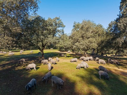 Grazing pigs and holm oaks (Quercus ilex) in the Sierra de Aracena, aerial view, drone shot, Huelva