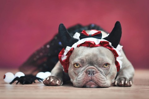 French Bulldog dog wearing red devil horn headband with ribbon and black tutu in front of red