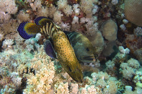 Pair of bluespotted grouper (Cephalopholis argus) courting, mating, dive site House Reef, Mangrove