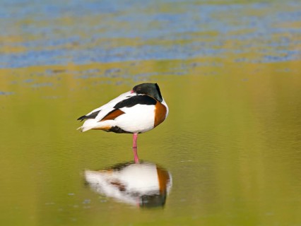 Common shelduck (Tadorna tadorna), resting in shallow water, Texel Island, Netherlands