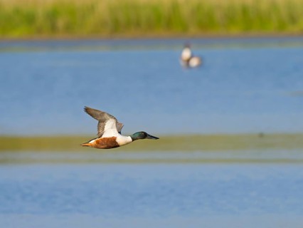 Northern shoveler (Anas clypeata), male in flight, Texel Island, Netherlands