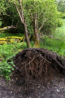 Uprooted black alder (Alnus glutinosa L.), Franconia, Bavaria, Germany, Europe