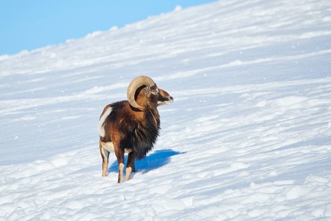 European mouflon (Ovis aries musimon) ram on a snowy meadow in the mountains in tirol, Kitzbühel,