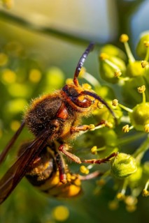 European hornet (Vespa crabro), close-up, Lower Austria, Austria, Europe