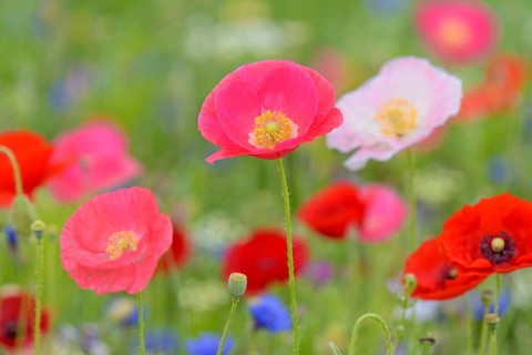 Flowering strip, flowering area with poppy flowers (Papaver rhoeas) and cornflowers (Centaurea