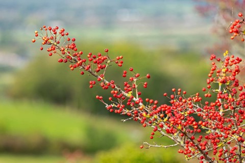 Red berries, hawthorn (Crataegus), Truleigh Hill, Shoreham by Sea, South Downs, West Sussex,