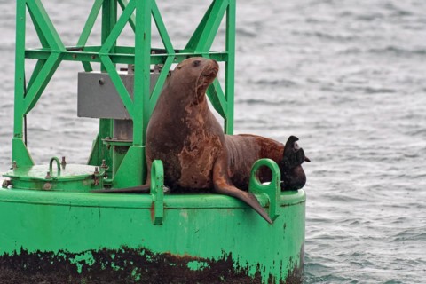 Steller sea lion (Eumetopias jubatus) sitting on buoy in Valdez Harbour, Southeast Alaska, Alaska,