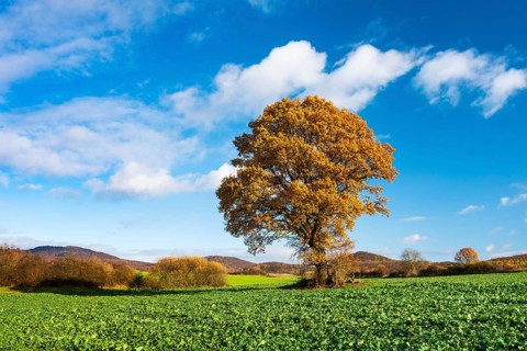 Solitary oak tree (Quercus) in autumn, field with rape winter seed, North Hesse, Hesse, Germany,