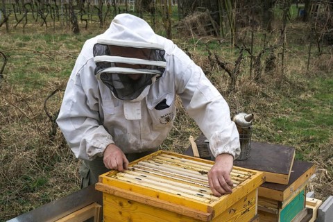 Beekeeper removes frame from beehive, Baden-Württemberg, Germany, Europe