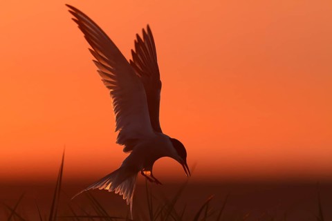 Common Tern (Sterna hirundo), flight study at sunset, in flight, Lower Saxony Wadden Sea National