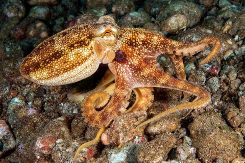 Small venomous octopus (Octopus mototi) Two-ringed octopus with two blue rings camouflages itself
