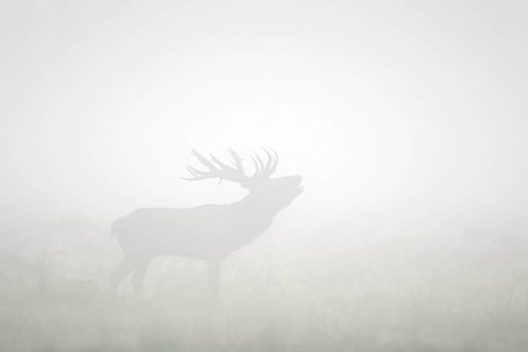 Red deer (Cervus elaphus) stag silhouette with large antlers bellowing in thick early morning fog