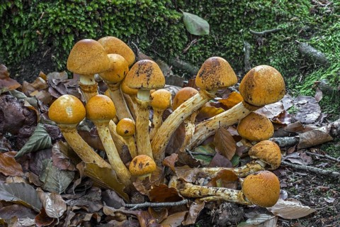 Spectacular rustgill, laughing gym mushroom (Gymnopilus junonius) (Agaricus aureus) (Agaricus