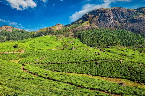 Green tea plantations in the morning, Munnar, Kerala state, India, Asia