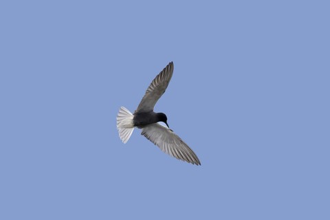 Black tern (Chlidonias niger) in breeding plumage in flight against blue sky
