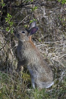 Rabbit (Oryctolagus cuniculus) eating new shoots in shrubs, thicket, Germany, Europe