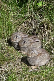 Young European rabbits (Oryctolagus cuniculus) in front of burrow entrance, Germany, Europe