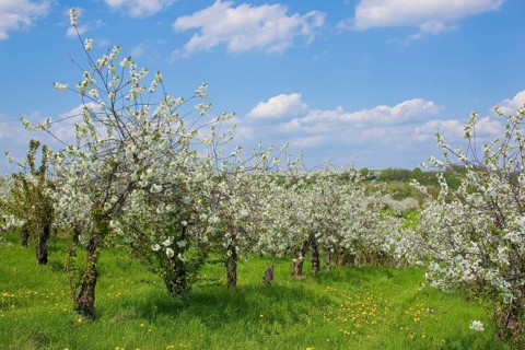 Orchards near Dohna