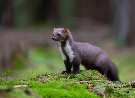 Beech marten (Martes foina), Bitburg, Rhineland-Palatinate, Germany, Europe