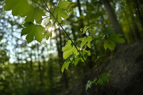 Forest in Sauerland, Germany, Europe