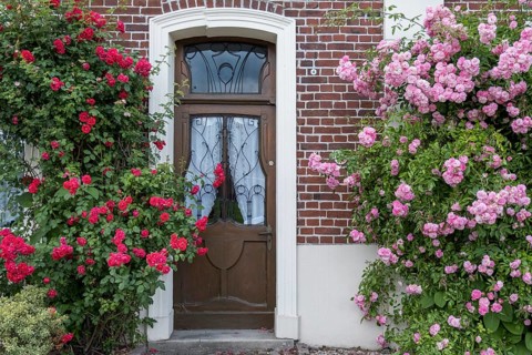 Old house door, climbing roses, Münsterland, North Rhine-Westphalia, Germany, Europe