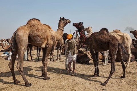 PUSHKAR, INDIA, NOVEMBER 20, 2012: Indian men and camels at Pushkar camel fair (Pushkar Mela),