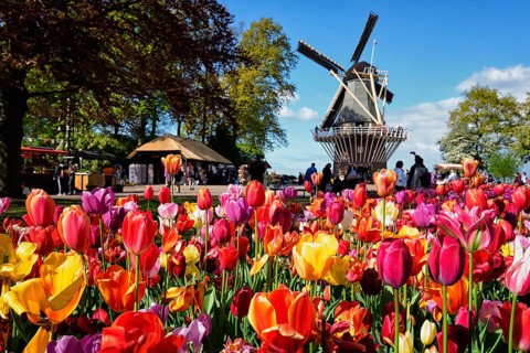KEUKENHOF, NETHERLANDS, MAY 9, 2017: Blooming pink tulips flowerbed in Keukenhof garden, aka the