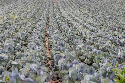 Field with red cabbage (Brassica oleracea convar. capitata var. rubra L.), Southern Palatinate,
