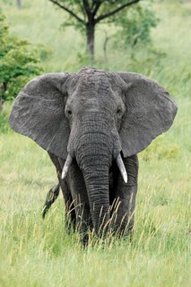 African elephant (Loxodonta africana) bull elephant, Sabie Sand Game Reserve, South Africa, Africa