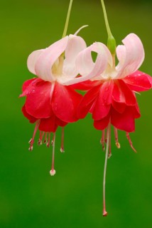 Fuchsia 'Veenlust'(Fuchsia)