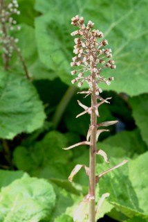 Butterbur (Petasites hybridus), medicinal plant, herb, wild plant, medicinal use