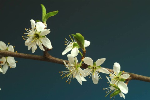 Flower of blackthorn (Prunus spinosa), blackthorn, medicinal plant, fruits, flowers and bark of