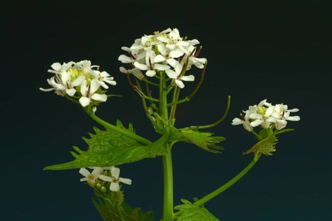 Garlic rue, garlic rue, medicinal plant, seasoning plant, spice, herb, wild plant, medicinal use,
