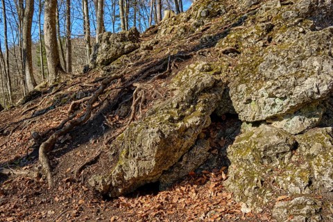 Root system of trees and limestone rocks, here on the basis of a forest area in the Swabian Alb