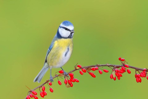 Blue Tit (Parus caeruleus) on Green Barberry (Berberis thunbergii) with red berries in autumn,