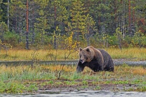European brown bear (Ursus arctos) walking through swampy terrain, autumn, rear taiga, northern