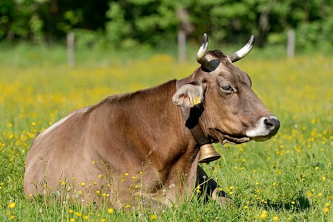 Domestic cattle (Bos primigenius taurus) with a cowbell resting in a meadow, Stillachtal near