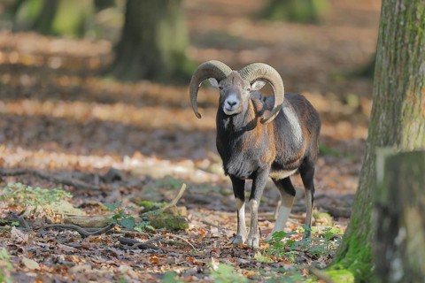 European mouflon (Ovis gmelini musimon), ram standing in the forest, Taunus, Hesse, Germany, Europe